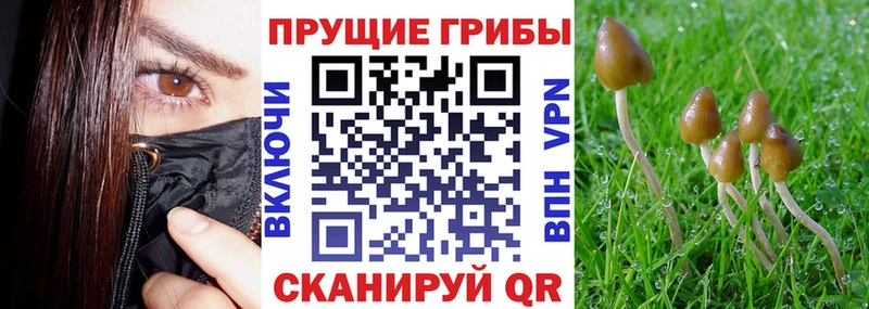 Галлюциногенные грибы Psilocybe  kraken вход  Кочубеевское  где купить наркотик 